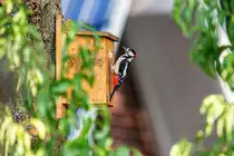 13.08.2020 - Zetel in Friesland - m�nnlicher Buntspecht macht sich an einem Meisenkasten zu schaffen