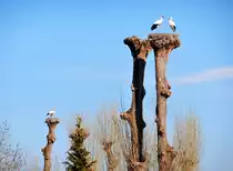 Storchenhorste auf Pappeln, aufgenommen beim Kinderzoo in Rapperswil am Z�richsee - 20.03.2014