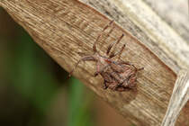 28.08.2020 - Lederwanze auf einem abgestorbenen Blatt einer Maispflanze (Zetel in Friesland)