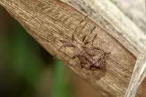 28.08.2020 - Lederwanze auf einem abgestorbenen Blatt einer Maispflanze (Zetel in Friesland)