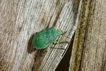 28.08.2020 - Gr�ne Stinkwanze auf einem abgestorbenen Blatt einer Maispflanze