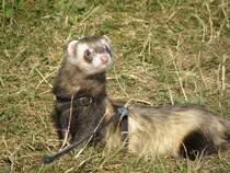 Der  groe  Monkey  im  Gras,  seehhrr  aufmerksam ,  Frettchen  sind  eben Raubtiere  !!!