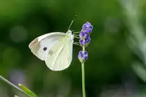 29.08.2020 - Gro�er Kohlwei�ling auf einer Lavendelbl�te