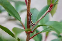 29.08.2020 - Raupe des Nachtfalters Pfeileule auf einem Laubbaum