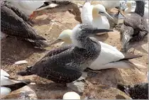 Bei diesem Basst�lpelk�ken sind nur noch an wenigen Stellen des ersten, dunklen Gefieders die Dunen zu sehen. Helgoland, 18.08.2020