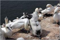 Bei diesem Basstlpelkken weicht das Dunenkleid an einigen Stellen schon dem ersten, dunklen Gefieder. Helgoland, 18.08.2020