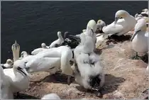 Bei diesem Basst�lpelk�ken weicht das Dunenkleid an einigen Stellen schon dem ersten, dunklen Gefieder. Helgoland, 18.08.2020