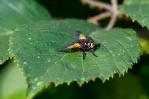 1.9.2020 - Rinderfliege am Wegrand. Ort Schweinebr�ck / Friesland