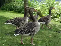 Hamburg am 15.6.2020: Graug�nse am Alsterufer /