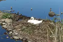 Hamburg am 22.4.2020: br�tender Schwan am Alsterufer /