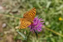20.8.2020 - auf einer Wanderung durch den Harz entdeckte ich dieses Prachtexemplar eines Tagfalters  Kaisermantel  auf einer Distel