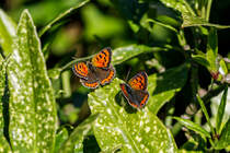 1.9.2020 - zwei Kleine Feuerfalter im Garten. Zetel/Friesland