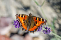 2.9.2020 - Tagfalter  Kleiner Fuchs  auf einer Lavendelblte. Zetel/Friesland