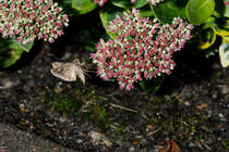 7.9.2020 - Nachtfalter  Gammaeule  im Anflug auf eine Fetthenne