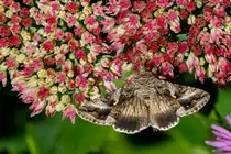 7.9.2020 - Nachtfalter  Gammaeule  auf einer Fetthenne auf Nahrungssuche