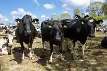 25.4.2020 - Die schwarzbunten K�he scheinen nicht begeistert zu sein fotografiert zu werden. Zetel/Driefel