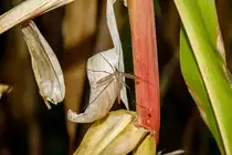 7.9.2020 - Eine Schnake genie�t die Morgensonne auf einer Maispflanze