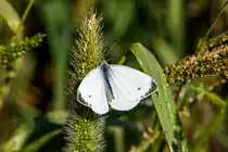 7.9.2020 - am Stra�enrand. Ein Kleiner Kohlwei�ling w�rmt sich in der Morgensonne.