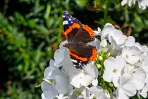 1.9.2020 - Tagfalter  Admiral  auf einer Phloxbl�te. Zetel/Friesland