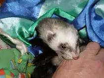 Unsere  kleine  Kessy  mag  gerne  mal  leicht  zubei�en ,  ist  aber  nur  halb  so  schlimm  wie  s  aussieht  !!!