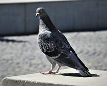 STADTTAUBE IN FRANKFURT/MAIN
Sie sind zwar schon lngst der Schrecken der Stdte,aber dieses bildschne und neugierige Frankfurter Stadttubchen auf einem Brunnen am Rmerberg wollte einfach
fotografiert werden...am 6.9.2020...