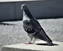 STADTTAUBE IN FRANKFURT/MAIN
Sie sind zwar schon l�ngst der Schrecken der St�dte,aber dieses bildsch�ne und neugierige Frankfurter Stadtt�ubchen auf einem Brunnen am R�merberg wollte einfach
fotografiert werden...am 6.9.2020...