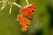 14.9.2020 - C-Falter auf einer Erdbeere in unserem Garten. Zetel / Friesland