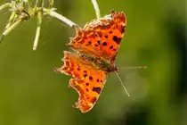 14.9.2020 - C-Falter auf einer Erdbeere in unserem Garten. Zetel / Friesland