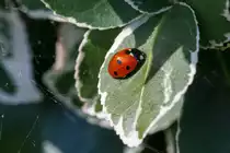 14.9.2020 - 7-Punkt Marienk�fer in unserem Garten / Zetel-Friesland