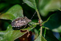 10.9.2020 - Eine graue Gartenwanze. Die Tiere sind zwar keine Schnheit und auch schdlich, aber es ist immer wieder interessant sie zu fotografieren.