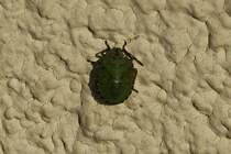 Nymphe der Grnen Stinkwanze an unserer Hauswand. 09.2020