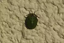 Nymphe der Gr�nen Stinkwanze an unserer Hauswand. 09.2020