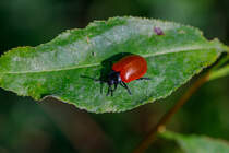 21.9.2020 - Bei der Pilzsuche im Waldgebiet Fuhrenkamp bei Zetel entdeckte ich diesen schnen Pappelblattkfer