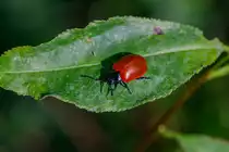 21.9.2020 - Bei der Pilzsuche im Waldgebiet Fuhrenkamp bei Zetel entdeckte ich diesen sch�nen Pappelblattk�fer