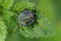 21.9.2020 - Bei der Pilzsuche im Waldgebiet Fuhrenkamp bei Zetel entdeckte ich diese Nymphe einer gr�nen Stinkwanze auf einem Brennnesselblatt