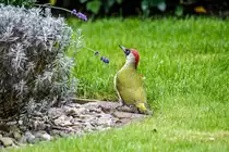 27.9.2020 - Zetel / Friesland. Nach dem Regen hat sich dieser Gr�nspecht auf unserem Rasen eingefunden und nach Nahrung Ausschau gehalten.