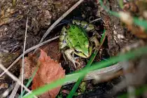 26.9.2020 - Marx Hohemoor - ein kleiner gr�ner Wasserfrosch versucht sich vor dem Fotografen zu verstecken