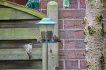 30.9.2020 - Zetel / Friesland - 3 Sperlinge belagern die Futterstelle und haben Meisen und Gr�nfinken verjagt