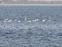 Auf der Ostsee kurz vor der Insel Kirr passierten uns viele Schwne am 22. September 2020.