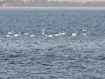 Auf der Ostsee kurz vor der Insel Kirr passierten uns viele Schw�ne am 22. September 2020.