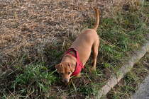 Benji mein Dackelmix ist gerade schwer beschftigt ein Mauseloch am Feldrain zu inspizieren. Reichenbuch den 1.10.2020