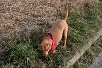 Benji mein Dackelmix ist gerade schwer besch�ftigt ein Mauseloch am Feldrain zu inspizieren. Reichenbuch den 1.10.2020