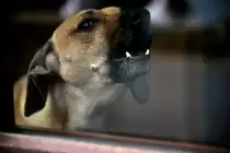 Als ich draussen vorm Haus die neue Kamera ausprobierte machte meine Frieda auf sich Aufmerksam, wo durch mir dieser Fensterschu� vom Hundefr�ulein gelang. 1.102020