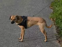 Das ist Frieda eine rom�nische Mischlingsdame, sie ist im September diesen Jahres drei Jahre geworden.
Hier sind wir beim Gassigehen in den Feldern bei Reichenbuch. 1.10.2020