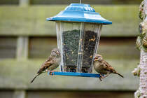 2.10.2020 - Zetel / Friesland - 2 Sperlinge an der Futterstelle