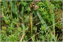 Ein Grosses Blaupfeilweibchen im Sonnenlicht.
(22.06.2018)