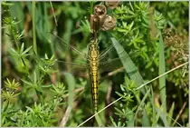 Ein Grosses Blaupfeilweibchen im Sonnenlicht.
(22.06.2018)