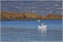 Schwanenpaare geniessen ihre Zweisamkeit.
(16.01.2019)