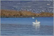 Schwanenpaare geniessen ihre Zweisamkeit.
(16.01.2019)