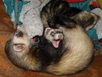 Das  Raubtier ......,das Frettchen ......, neee mal  eben  ein  wenig  spielen  !!!